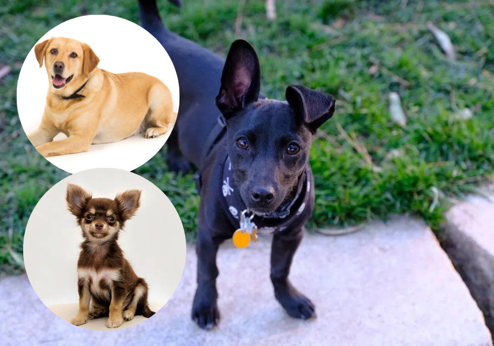 How Big Will A Chihuahua Lab Mix Get